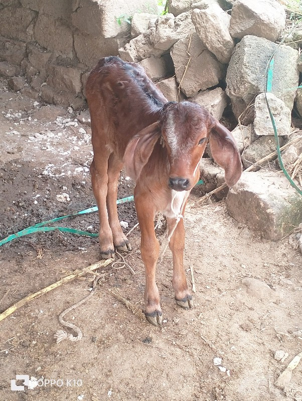 ગાય વેસવા ની સે