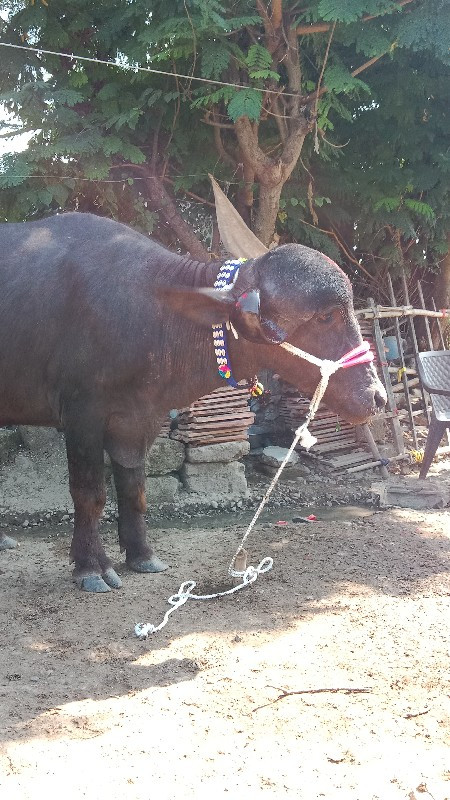 ત્રણ વર્ષનું અખ...