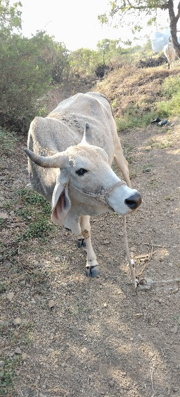 વેચવાની છે