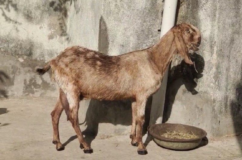 Beetel Bakri