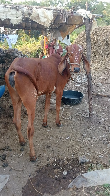 ગીર વાચડીનુ સાટ...