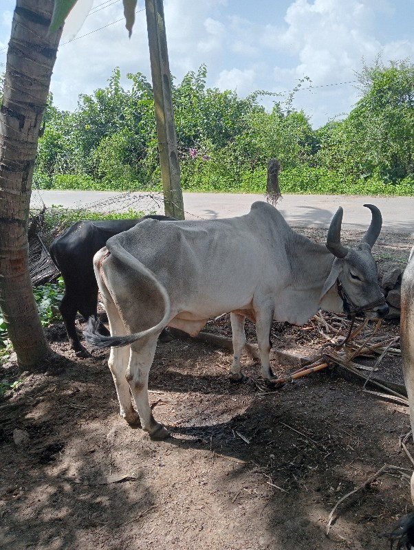 ગોધલા વેચવાના છ...