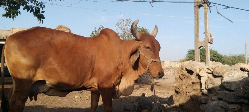 ગાય વેચવાની છે