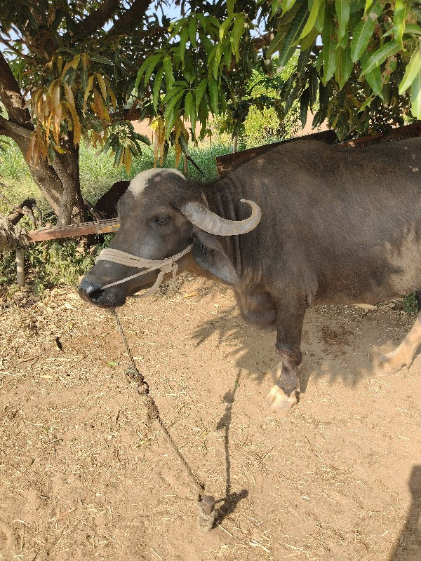 ભેંશ વેશવાનીછે