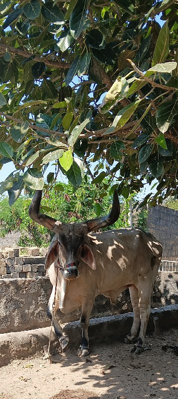 બડદ વેચવાના છે