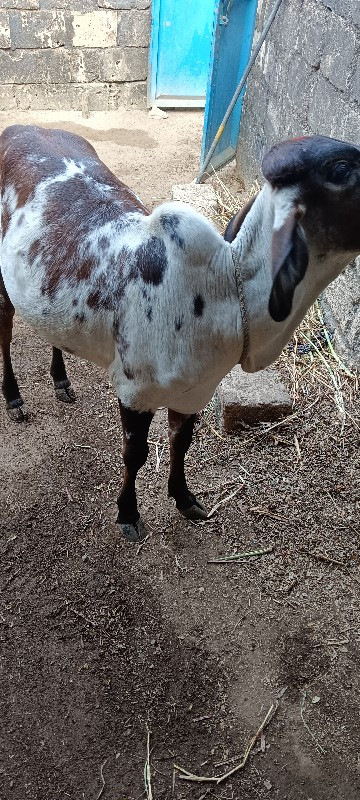 એક વર્ષની વાસળી...