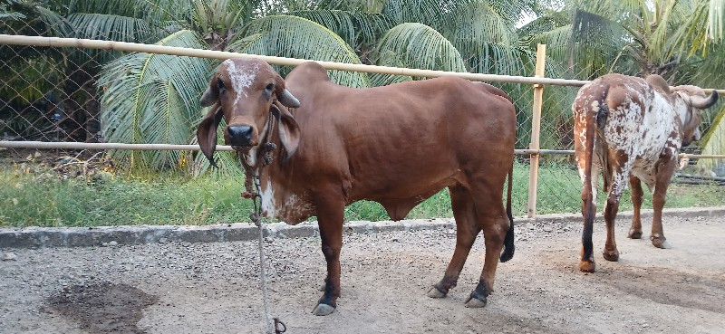 ગીર હોડકી વેચવા...