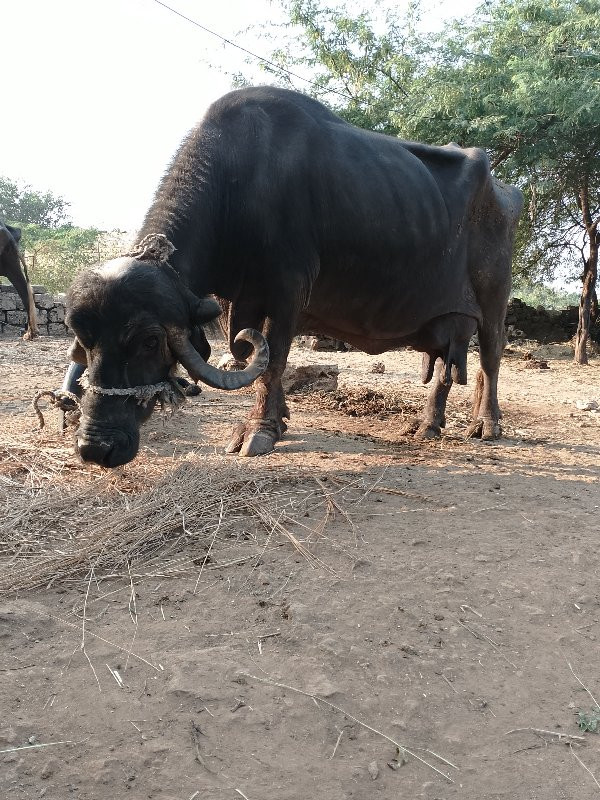 ભેશ બેસવાની છે