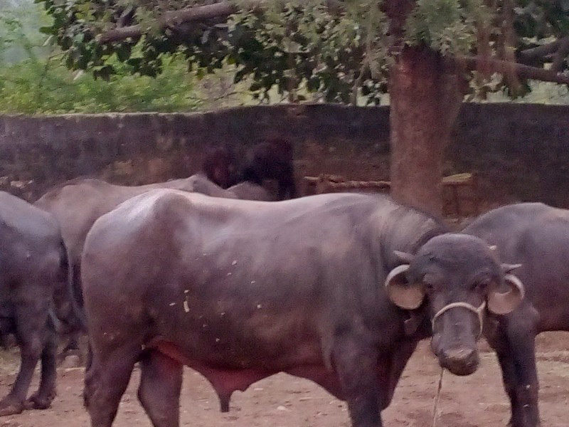 પાડો વેચવાનો છે