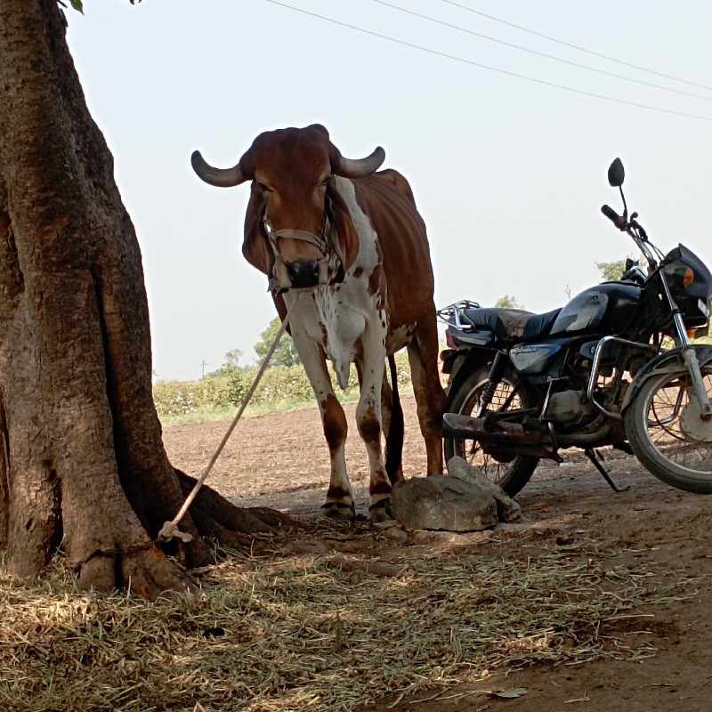 બળદ વેસવા નો છે