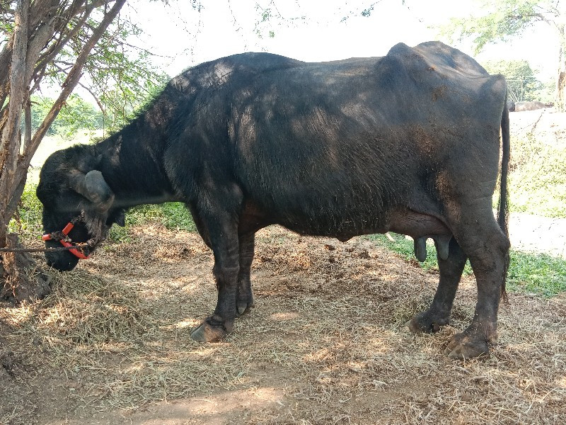 ભેંસ વેચવાની છે