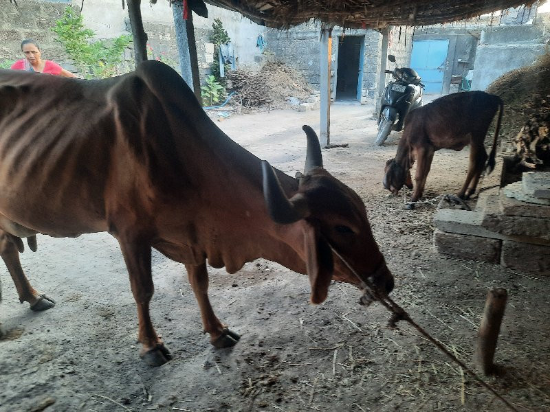 ત્રીજુ વેતર વીય...