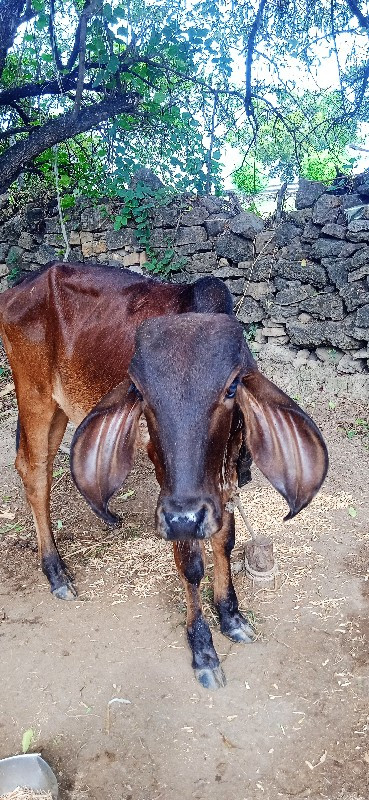 વાસણી વેસવા ની...