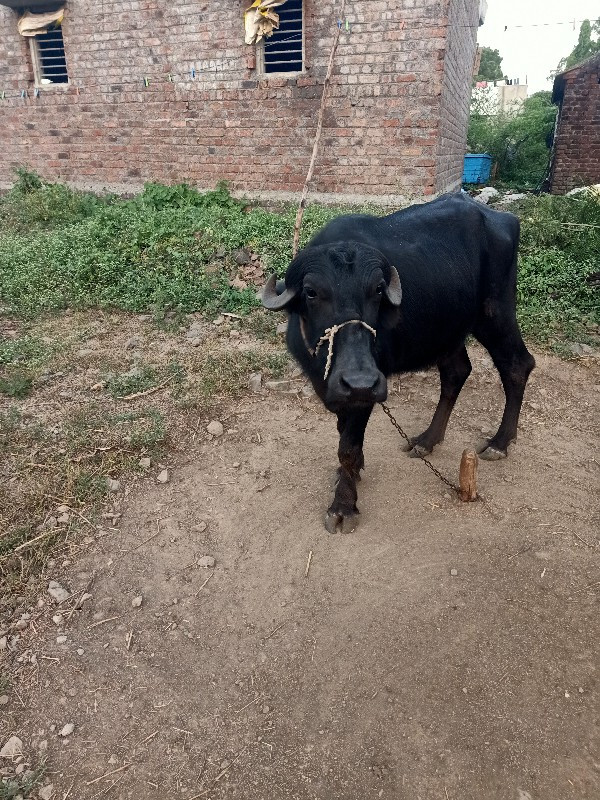 ખડેલુ અને પાડી