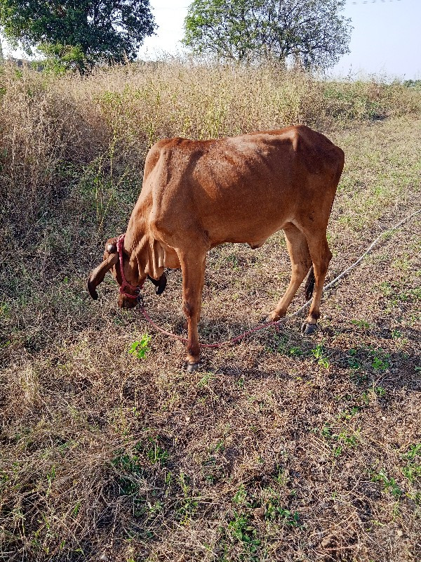 હોડકી વેચવાની છ...