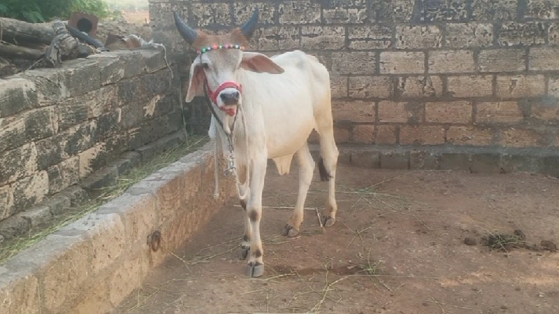 ગોઢલા વેસવાના છ...