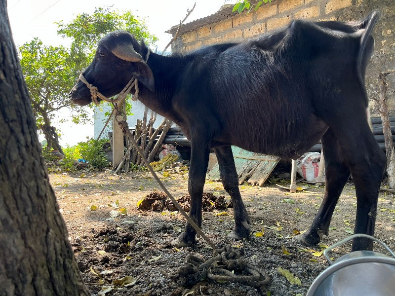 પાડો વેચવાનો છે