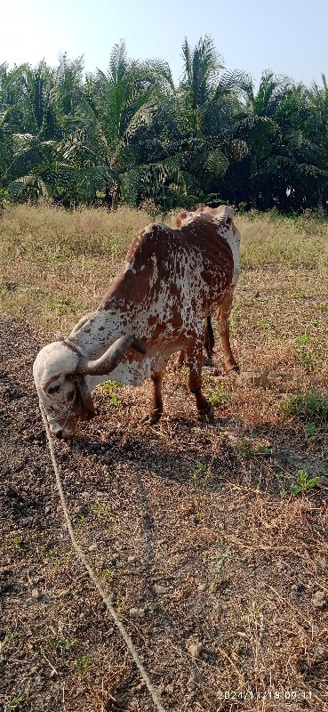 બળદવેચવાસે