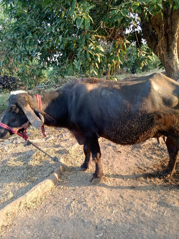 ભેંસ વેચવાની છે