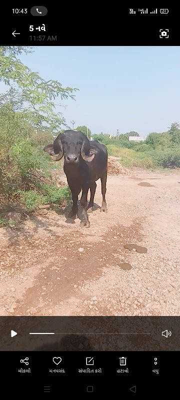 પાડો વેચવાનો છે