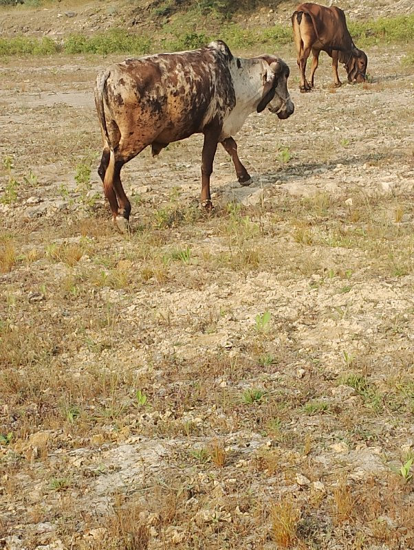 ગોઢલો વેચવનો છે