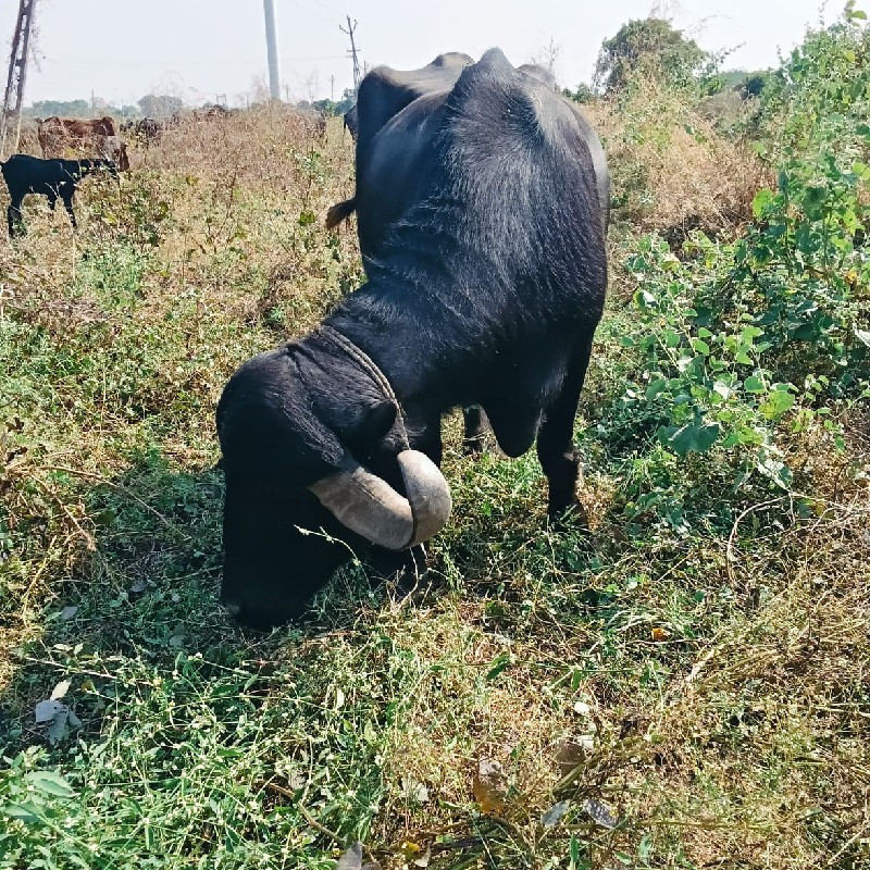 વેચવાની છે