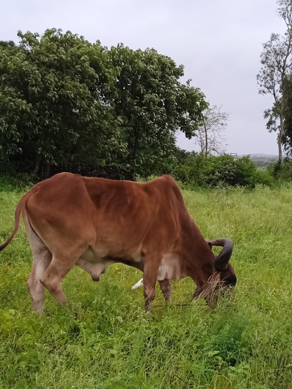 બળદ વેચવા નો છે...