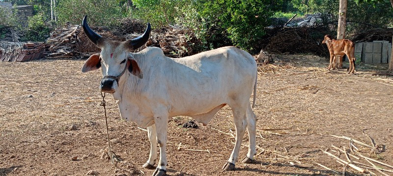 ગોઢલો વેચવાનો સ...