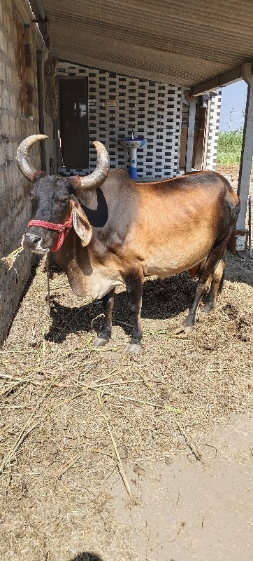 ગાય વેચવાની છે