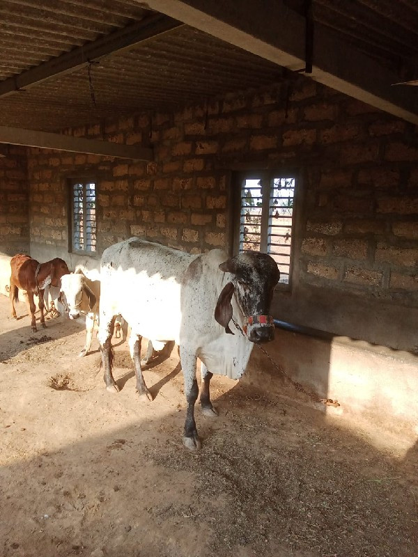 કાબરી ગીર હોડકી