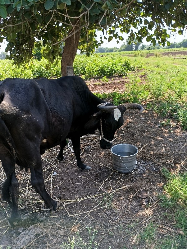 આગલા વેતર મા આટ...