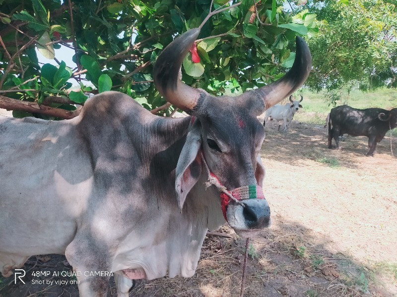 બળદ વેચવાના છે