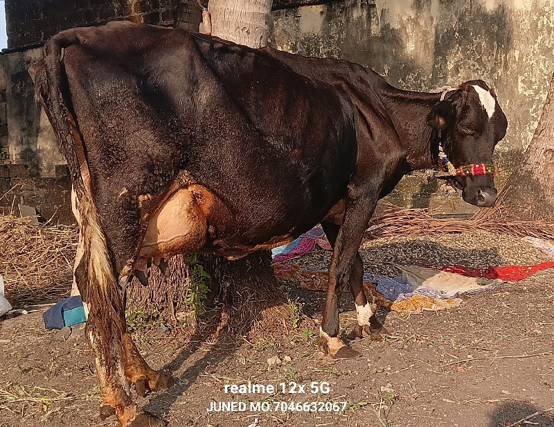 hf ગાય વેચવાની...