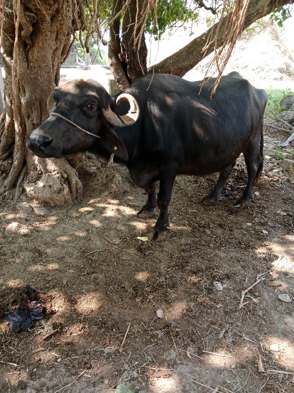 ભેંસ વેચવાની છે