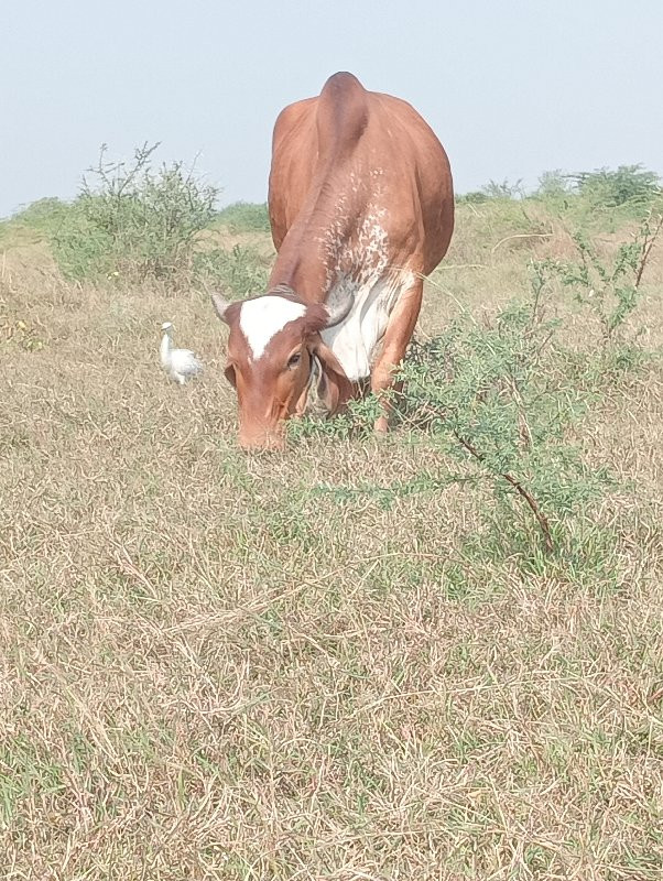 હોડકિ દેવાની સે