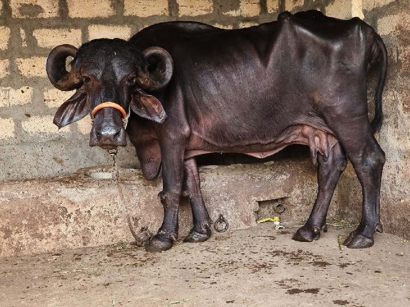 જાફરાબાદી ભેસ વ...