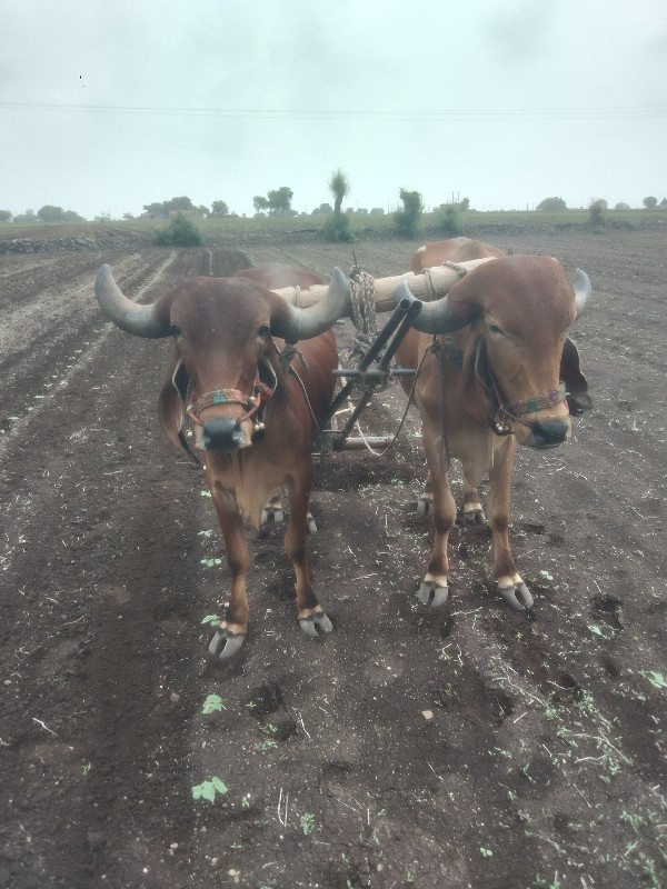 બળદ વેચવાના છે