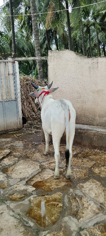 કાંકરેજ