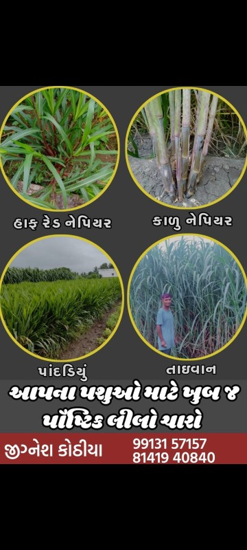 આખા ગુજરાત માં...