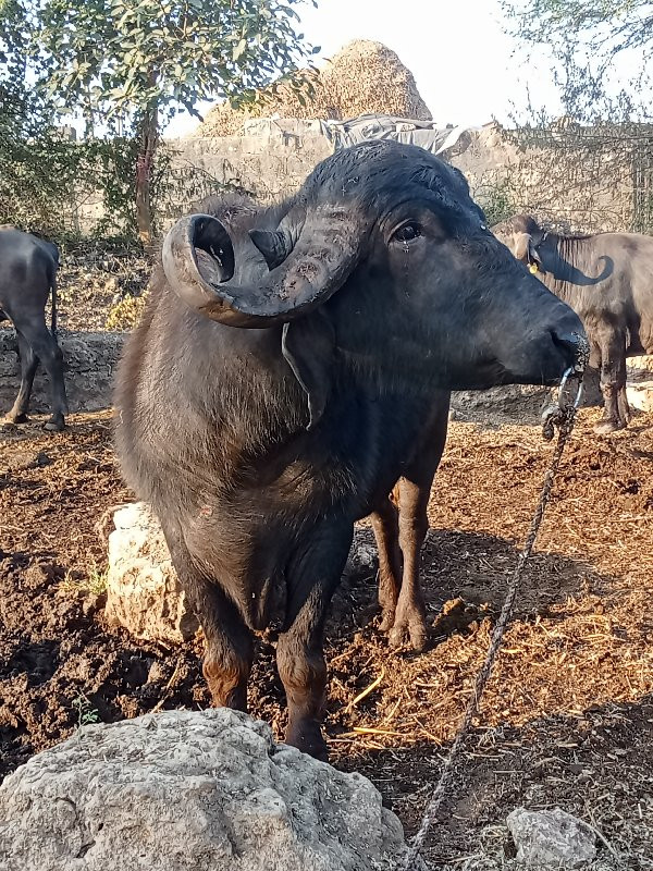 પાડો વેચવાનો છે