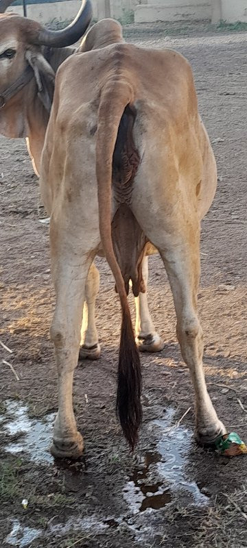 ગાયવેચવાનીછે વી...