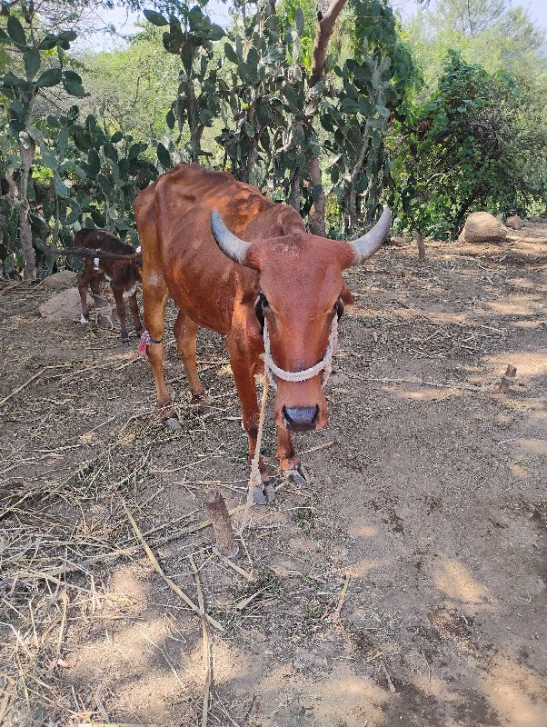 દેશી ગાય વેચવાન...