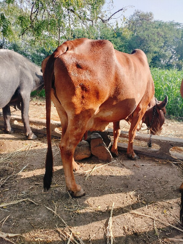 ગાય વેચવાની છે