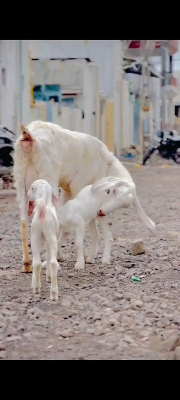 ગુલાબી નસલ છે