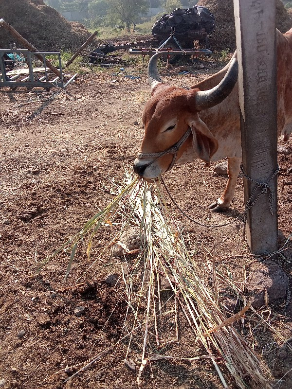 વાસડો વેચવાનો છ...