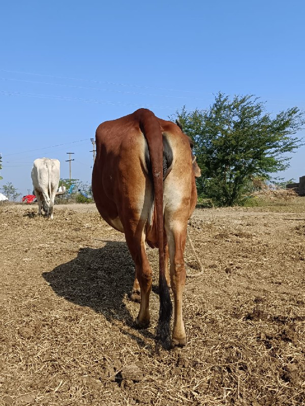 ગાય વેચવાની છે...