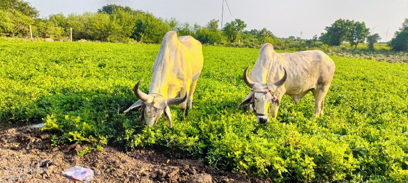 ગોઢલા