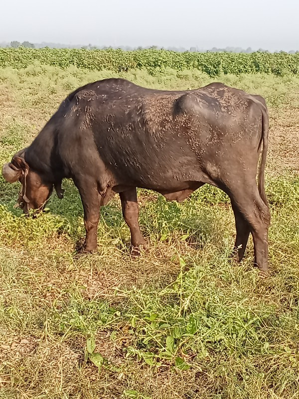 પાડો