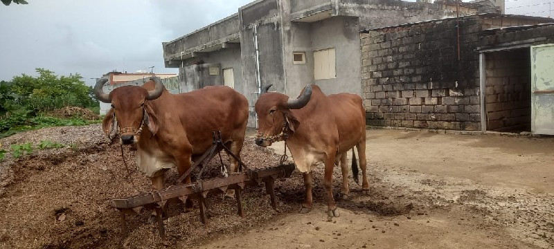 બળદ બે વાવણી વા...