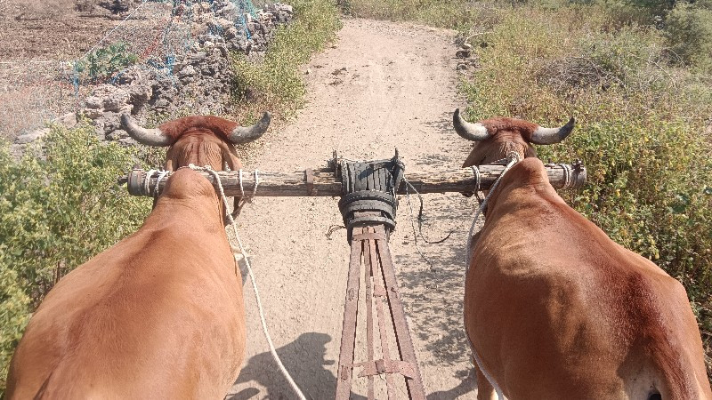 ગોઢલા વેચવાના છ...